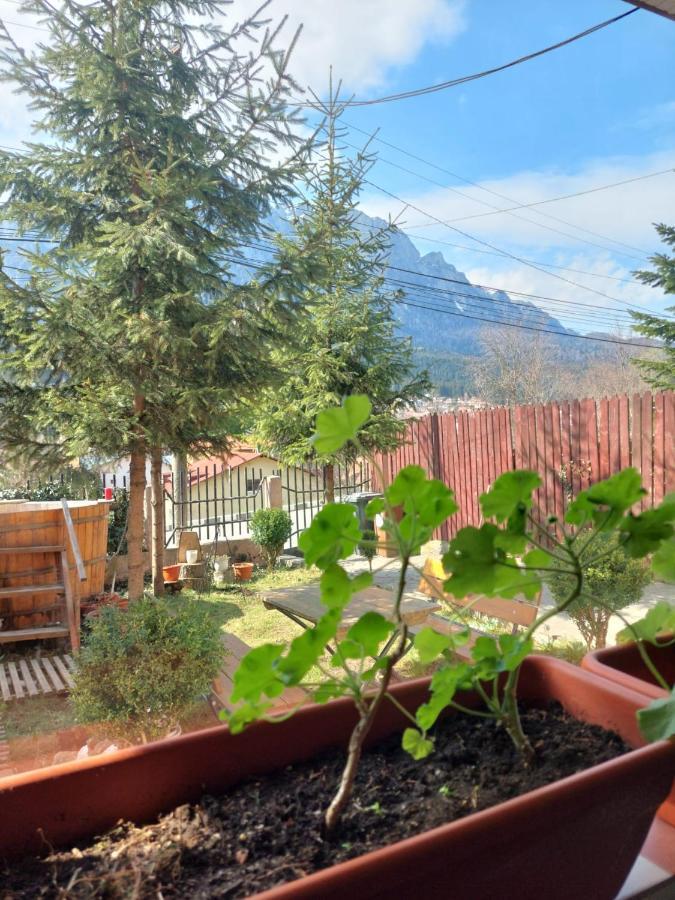 Mountain View Buşteni Exterior foto